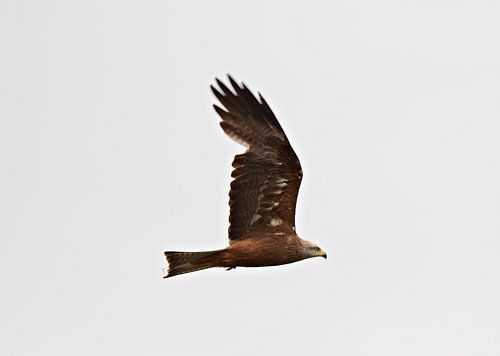Zwarte wouw in de lucht