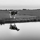 Kuh am Wasser von Patrick Herzberg Miniaturansicht