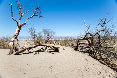 Wit geblakerd hout in Death Valley