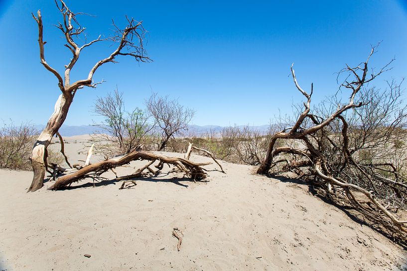 Wit geblakerd hout in Death Valley by De wereld door de ogen van Hictures