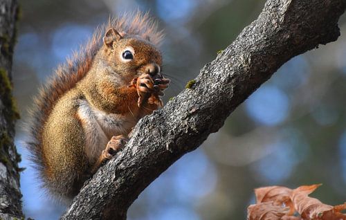 Een rode eekhoorn in de val
