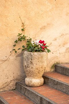 Toskanischer Terrakotta-Topf mit Blumen