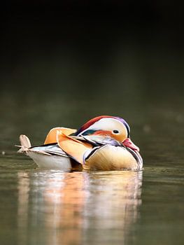 La tranquillité au bord de l'eau