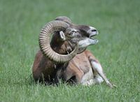 De Steenbok