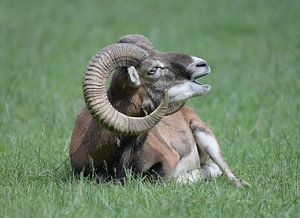 Der Steinbock