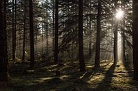 Mystérieuse forêt d'épicéas