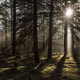 Mysterious spruce forest by Jolijn Gommans