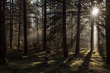 Mystérieuse forêt d'épicéas