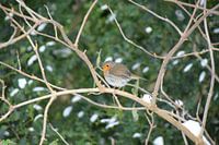 Robin in the snow