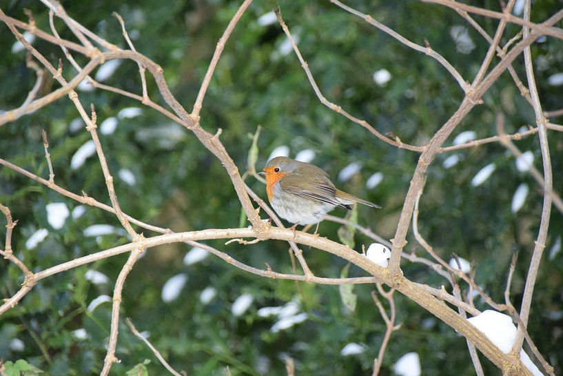 Robin in the snow by Niendem