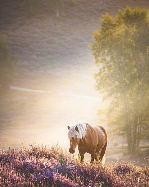 Icelandic horse on the Posbank by Nicky Kapel