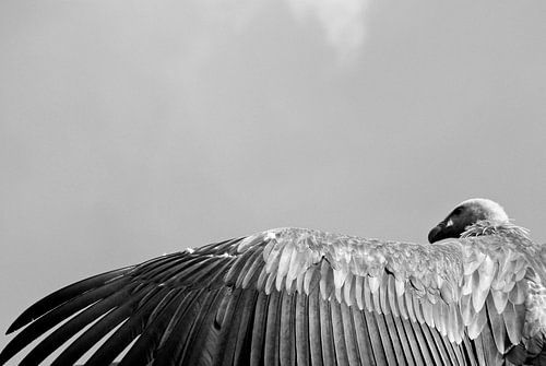 The bankruptcy vulture 2.0 SW