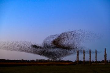 Spreeuwenwolk tijdens zonsondergang van Sjoerd van der Wal Fotografie