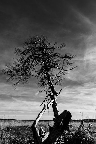 Fallen comrade by Clive Lynes