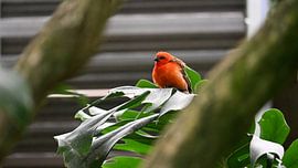 Oiseau rouge dans la lumière verte sur Bambi Lu