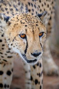 Gepard von Peter Vruggink