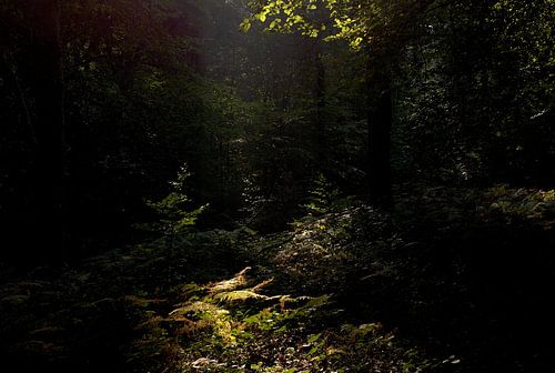 Zonnestraal op varens