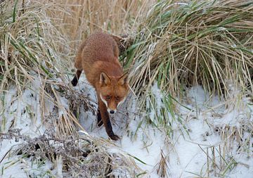 renard en hiver sur Ruurd Jelle Van der leij