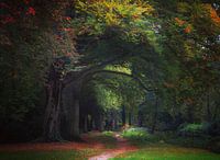 Marcher dans la forêt