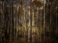 Birkenwald in märchenhafter Atmosphäre