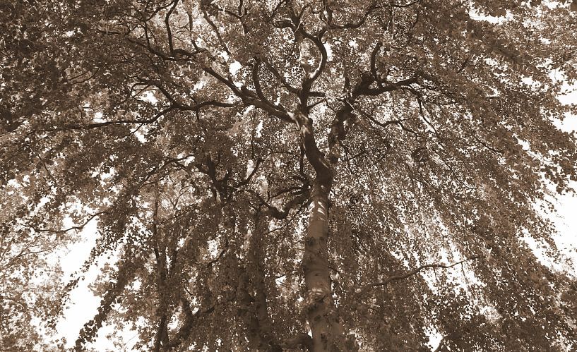 Vordach in Sepia von Jose Lok