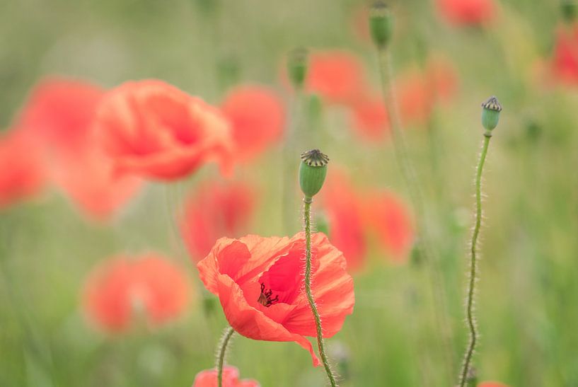 Poppies in the polder by René van Leeuwen