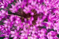 Allium, close-up nr 1 van Rens Kromhout thumbnail