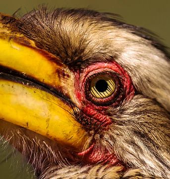 Southern hornbill from South Africa