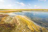 Nature reserve Flaauwers Inlays in the summer season