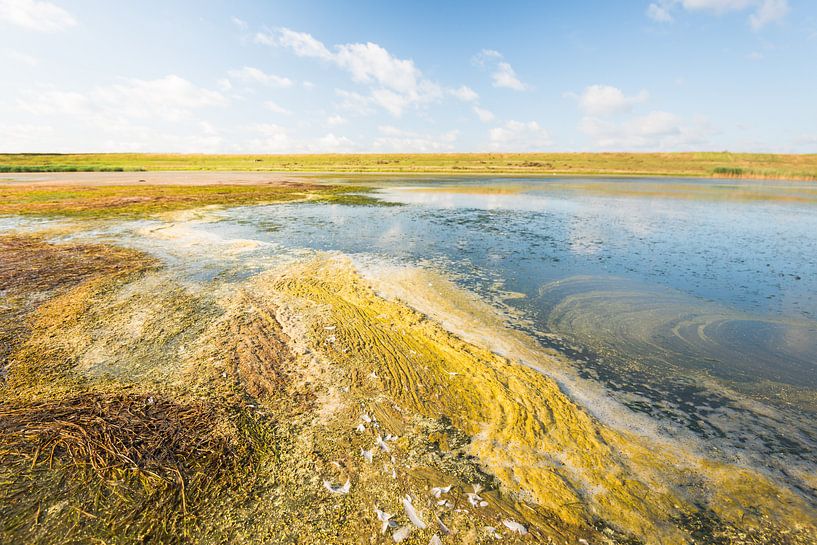 Natuurgebied Flaauwers Inlaag in het zomer seizoen van Ruud Morijn