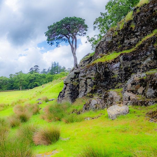 Boom op rots, Lake District, Engeland. van Jaap Bosma Fotografie