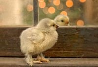 Fluffy chick in front of the mirror