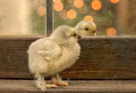 Flauschiges Küken vor dem Spiegel von Ellen Driesse