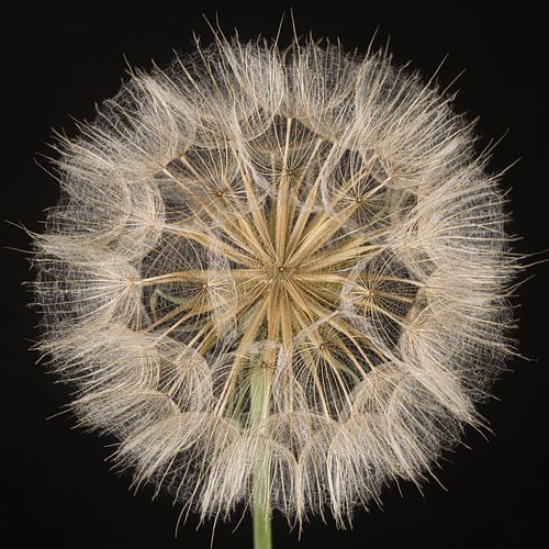 Vierkantje met Morgenster (Tragopogon) in het licht met donkere achtergrond