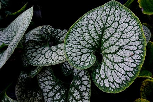 Blad om niet te vergeten.