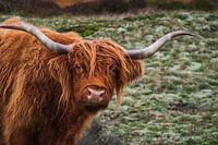 Close-up van Schotse Hooglander