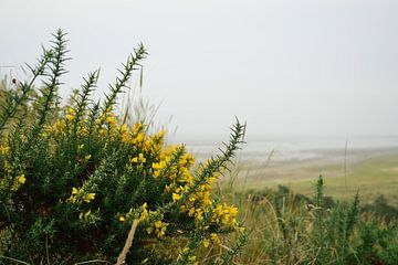 Fleurs jaune vif sur Frank's Awesome Travels