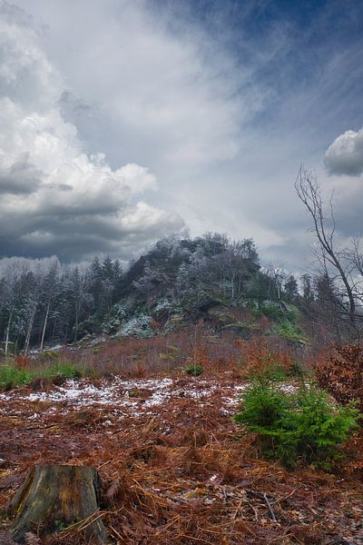 Forêt dans le brouillard dans les montagnes de l'Elbsandstein par Martin Köbsch