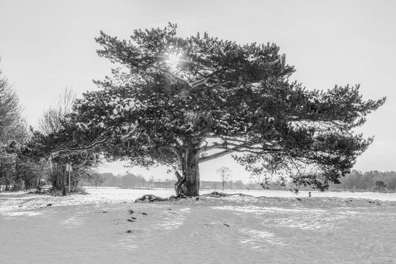 Grote boom in de sneeuw van Michar Peppenster