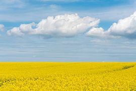  Bloeiend koolzaadveld van Achim Prill
