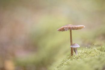 Sous le parapluie de la mère