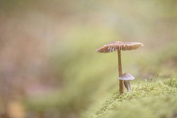 Sous le parapluie de la mère sur Wilma Ritsema