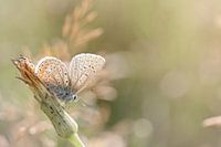 Sunbathing butterfly... (butterfly, Sommer, nature)