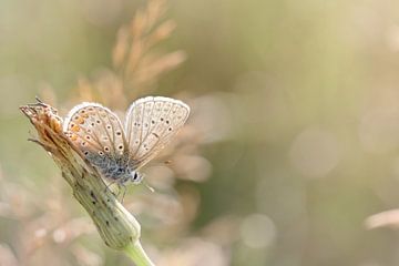 Zonnebadende vlinder ... (vlinder, Zomer, natuur) van Bob Daalder