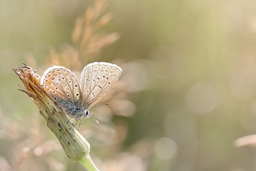 Sunbathing butterfly... (butterfly, Sommer, nature) by Bob Daalder