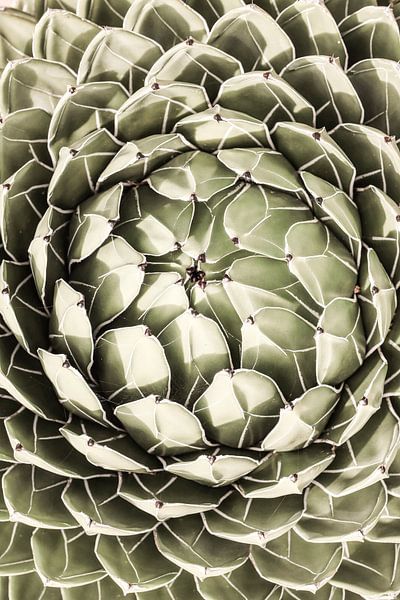 Geometrische Sukkulente von Shot by Clint