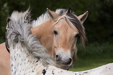 Twee pony's 