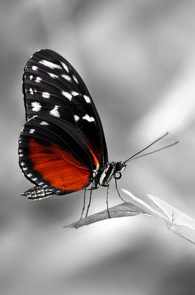 Papillon de la passion par Violetta Honkisz