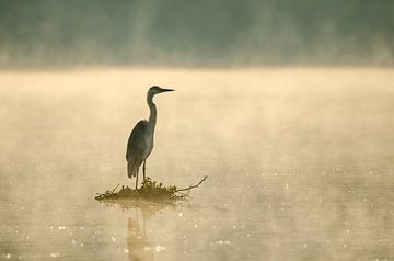 reiger in de ochtendzon