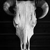 Crâne de vache noir et blanc avec cornes - photographie industrielle et nature sur Christa Stroo photography